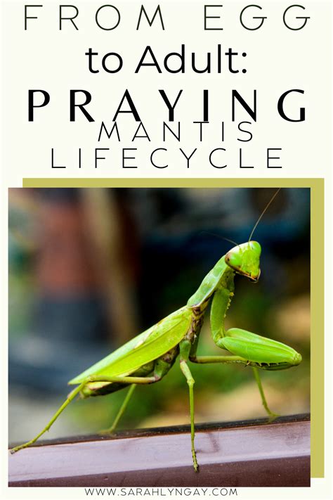 From Egg To Adult The Praying Mantis Lifecycle Sarah Lyn Gay