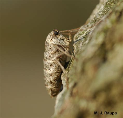 Cankerworm Conundrums Fall Cankerworm Alsophila Pometaria Bug Of The Week