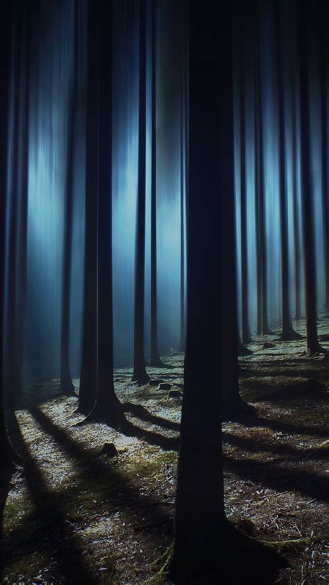 A Forest Night 4k Wallpaper Download All Photos And Use Them Even For