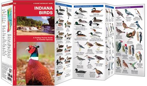 Indiana Birds Pocket Naturalist Guide