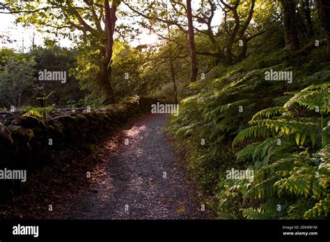 wooden path, forest path, trail, foot trail, hiking, serene, sun