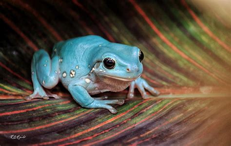 Macro Workshop Australian Blue Phase Whites Tree Frog