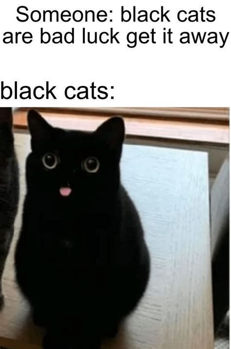 Two Black Cats Sitting Next To Each Other With Caption That Reads