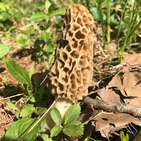 Morchella esculenta and associated species aka #Morel. There is hardly ...