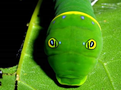 Close Up Of Tiger Swallowtail Caterpillar In The Hills