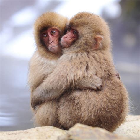 Adorable Animal Couples Gallery Ebaums World