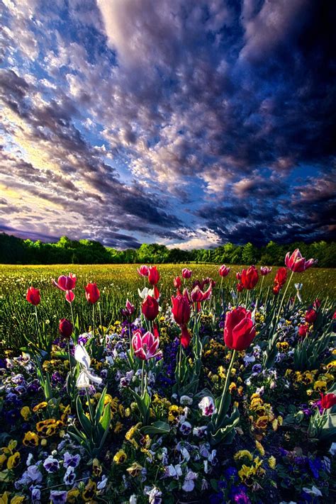 Spring Day Tulips At Sunrise Wisconsin Beautiful Nature
