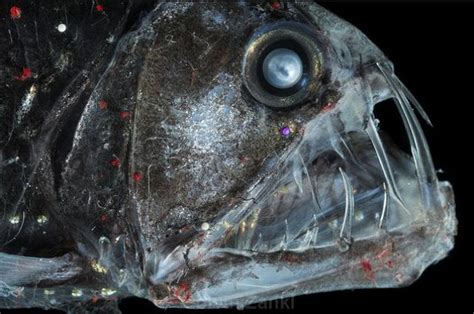 Real Life Deep Sea Monsters 32 Pics