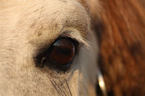 Horse Condition Area Eyes