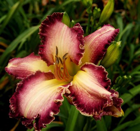 Photo Of The Bloom Of Daylily Hemerocallis Loud Whisper Posted By