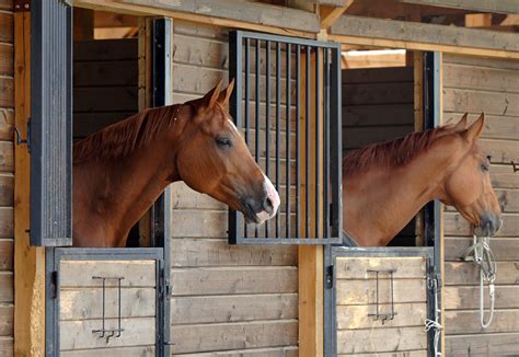 10 Perks To Keeping Your Horse At Home The Horseaholic
