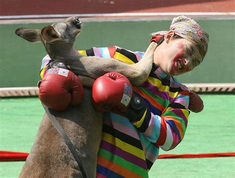 Kangaroo Boxing 20 Bizarre And Disturbing Vintage Photos