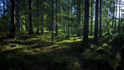 forest in oslo norway