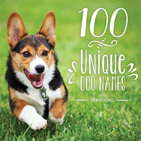 100 Unique pet names for your new dog