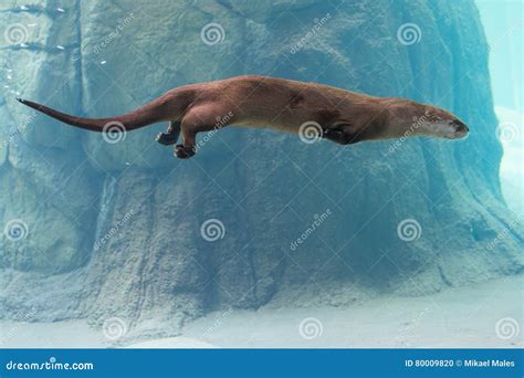 Swimming Otter Underwater