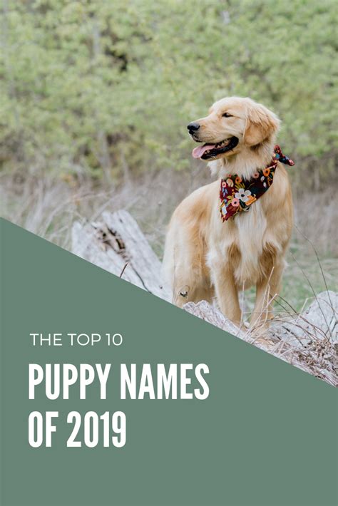 Among the popular muslim islamic kids names, the names of the prophets, sahabas, sufi saints, and other influential there are many sites for checking the popular islamic baby names for boys and islamic baby names for girls. The 10 Most Popular Puppy Names of 2019 by Rover The Pet ...