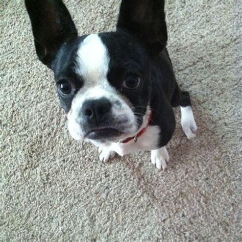 This Is A Frenchton A French Bulldog And Boston Terrier Mix Puppy And