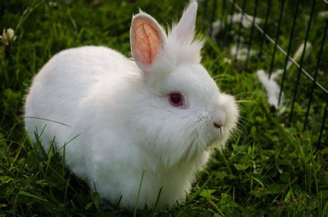 All You Need To Know About The Lionhead Rabbit | Pets Nurturing