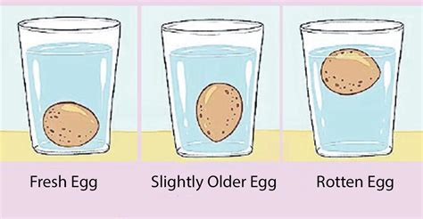 Know This Simple Float Test On World Egg Day Food Manorama English