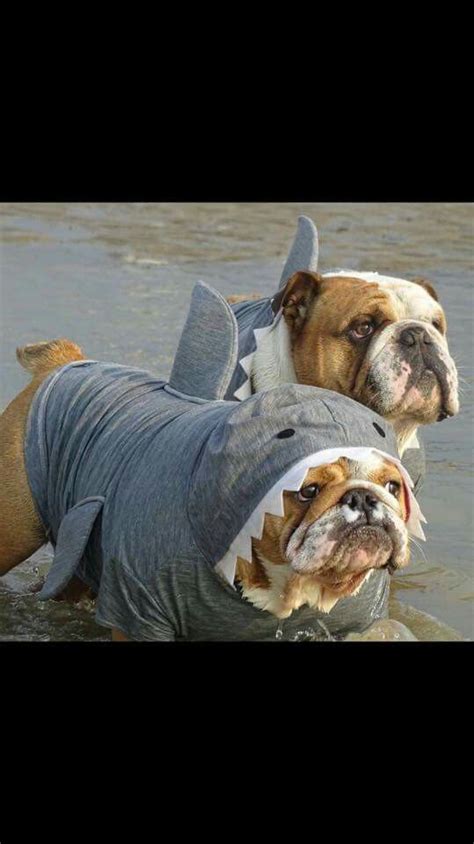Find great deals on ebay for english bulldog costume. 70+ Funny English Bulldog Halloween Costumes - Page 13 ...