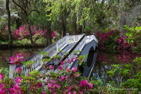 Bridge In Magnolia Plantations Garden By Susanne Van Hulst Redbubble