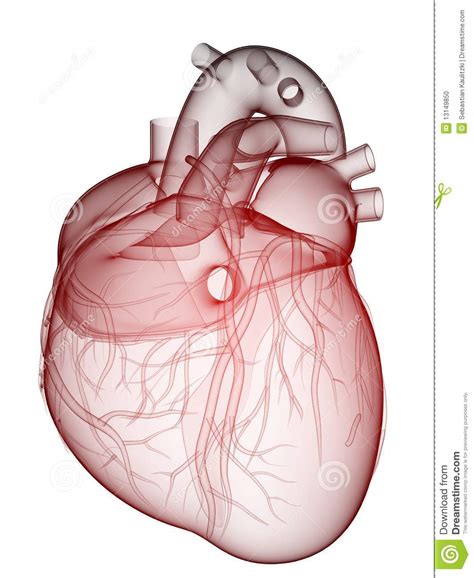 Coeur humain illustration stock. Illustration du énergie - 13149850