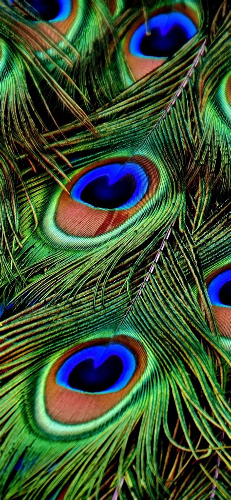 Peacock Feathers Colorful Plumage Wallpaper Full Hd Peacock Feather Wallpaper For Mobile