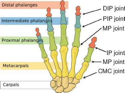 Anatomy Of Thumb Joint