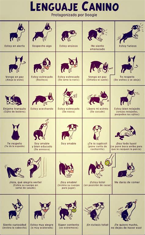 M Cómo entender el lenguaje corporal de tu perro cuidados y nombres para tu mascota Perro