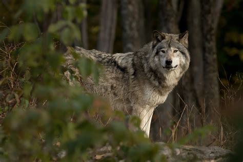 For The First Time In More Than A Century A Wolf Is Prowling Belgium