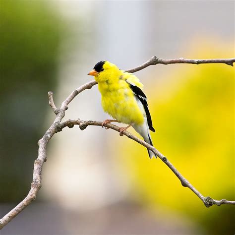 American Goldfinch Backyard Birding Tesarver Flickr