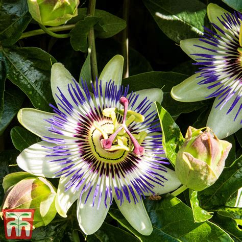 Passiflora Passion Flower In Gardentags Plant Encyclopedia
