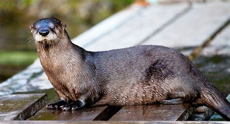Playful River Otters Best Tofino Photos