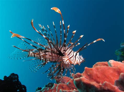 The Circle Of Life Understanding Lionfish Life Cycles Oceanbites