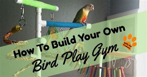 Bird Products Archives Spiffy Pet Products Bird Play Gym Play Gym