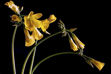 Linaria fiori gialli spontanei chiusi nelle loro labbra dotati di lungo sperone. Fiori gialli spontanei | JuzaPhoto