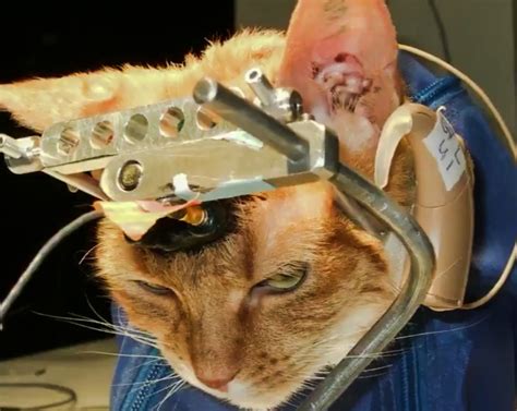 For nearly a century, drug and chemical safety assessments have been based on laboratory testing involving rodents. Double Trouble: a cat cruelly abused in an animal ...