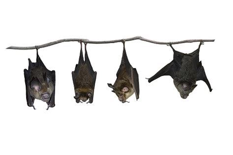Bat Hanging Upside Down Isolated On White Background Stock Photo