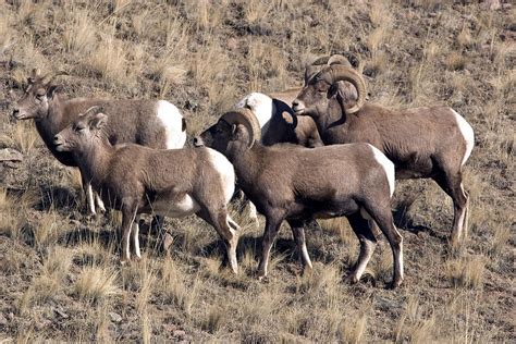 Herd Of Male And Female Bighorn Sheep Photograph By Gregory Ochocki
