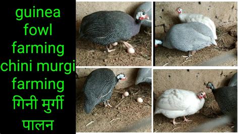 Guinea Fowl Farming Chini Murgi Palan Youtube