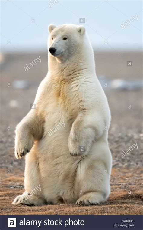 Polar Bear Ursus Maritimus In Kaktovik Alaska In The Arctic Circle
