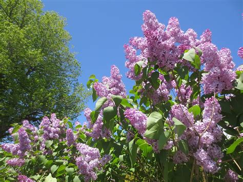 The Lilacs Of Maine Alan Ilagan