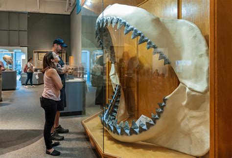 Five Facts Megalodon Research News