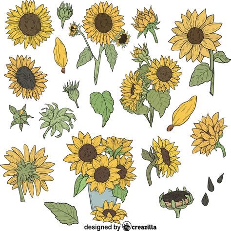 Set Of Sunflower Vector Free Download Creazilla