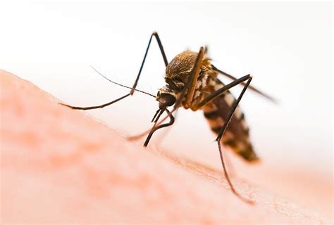 A do it yourself pest control store; Spencer Pest ServicesIs My Greenville Home At Risk For Mosquitoes This Summer? - Spencer Pest ...