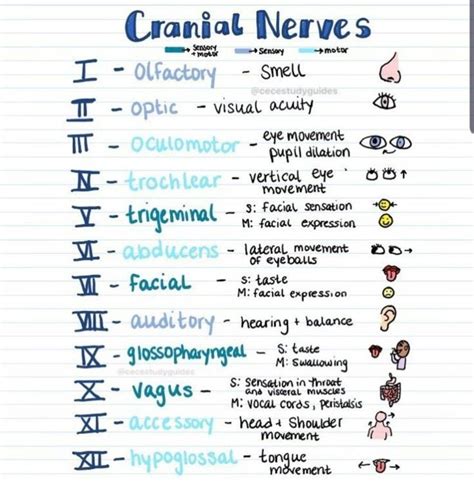 Cranial Nerves Mnemonic Nursing Pinterest Cranial Nerves My Xxx Hot Girl