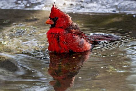 Cardinal Bird 4k Red Bird Hd Wallpaper Wallpaperbetter