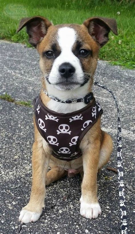 Everyone who meets her is surprised when i tell them that she has pit bull in her because people have such a bad view of the. Foster Puppy Boston Terrier Beagle Mix | Terrier mix, Puppy mix, Foster puppies