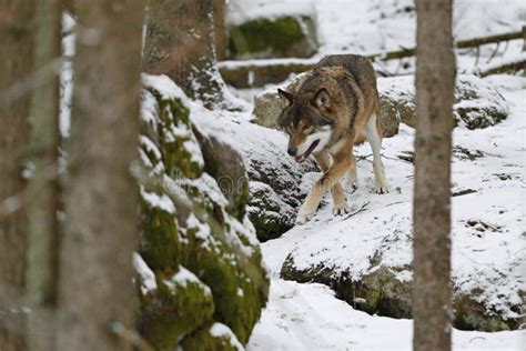 Eurasian Wolf In White Winter Habitat Beautiful Winter Forest Stock