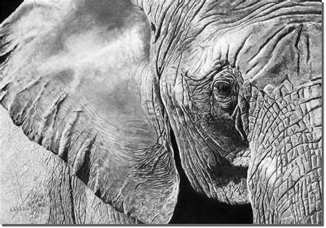 Pencil Drawing Elephant Pictures Pencildrawing2019